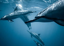 开云体育安装包——畅享极致体育体验的必备利器